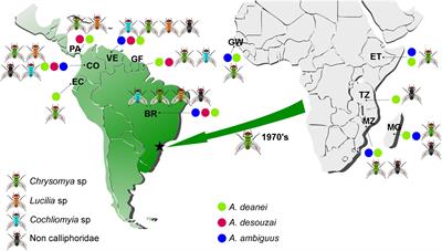 Genetic Diversity and Phylogenetic Relationships of Coevolving Symbiont-Harboring Insect Trypanosomatids, and Their Neotropical Dispersal by Invader African Blowflies (Calliphoridae)